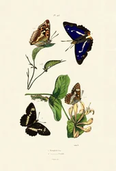 White Admiral